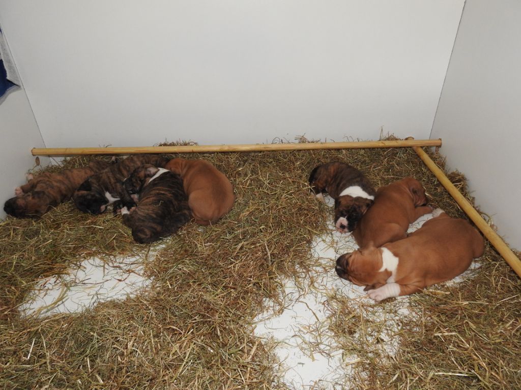 de Karukera Gladiator Dogs - American Staffordshire Terrier - Portée née le 24/07/2020